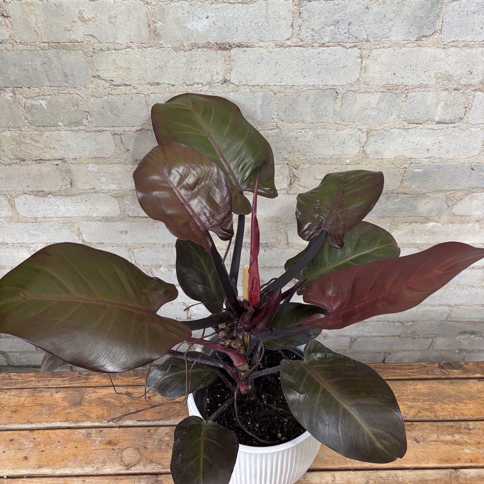 Philodendron Congo Rojo 8"