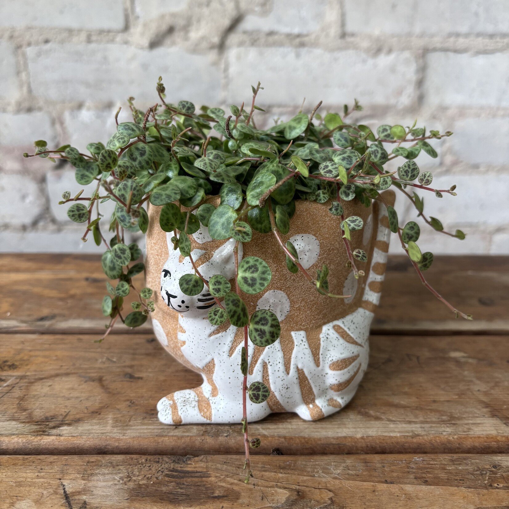 Peperomia 'String of Turtles' 3.5"