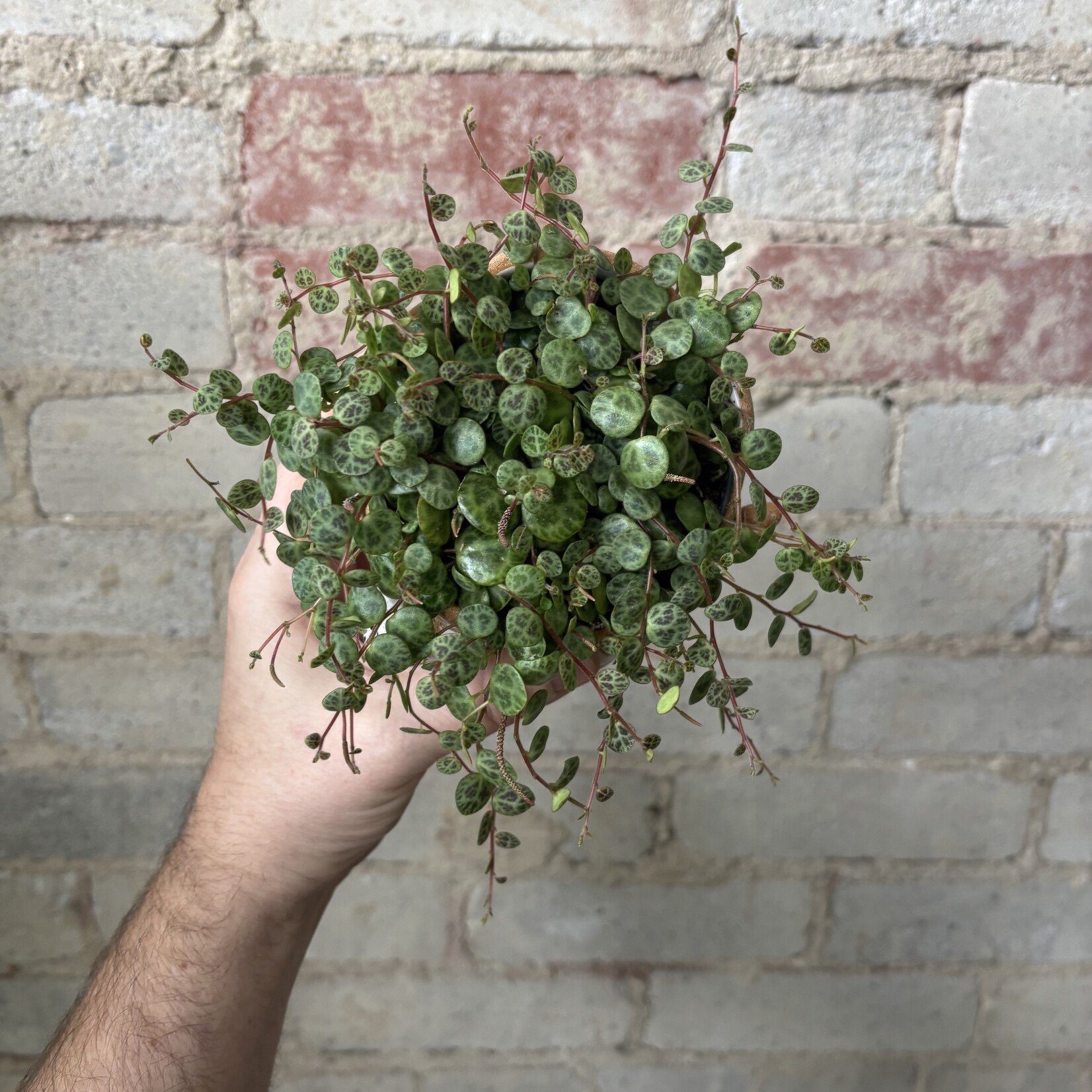Peperomia 'String of Turtles' 3.5"