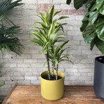 Dracaena Lemon Lime (Cane) 8"