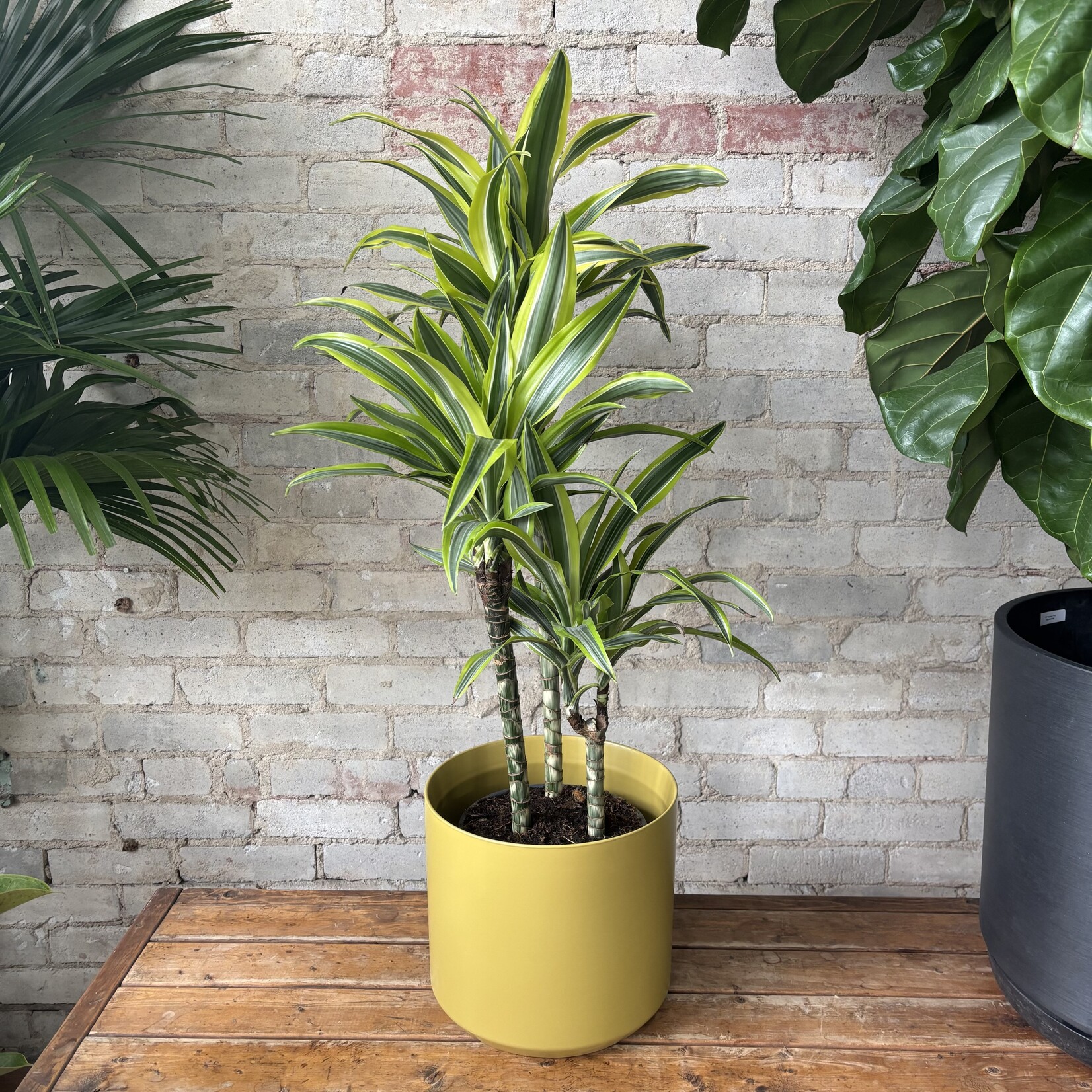 Dracaena Lemon Lime (Cane) 8"