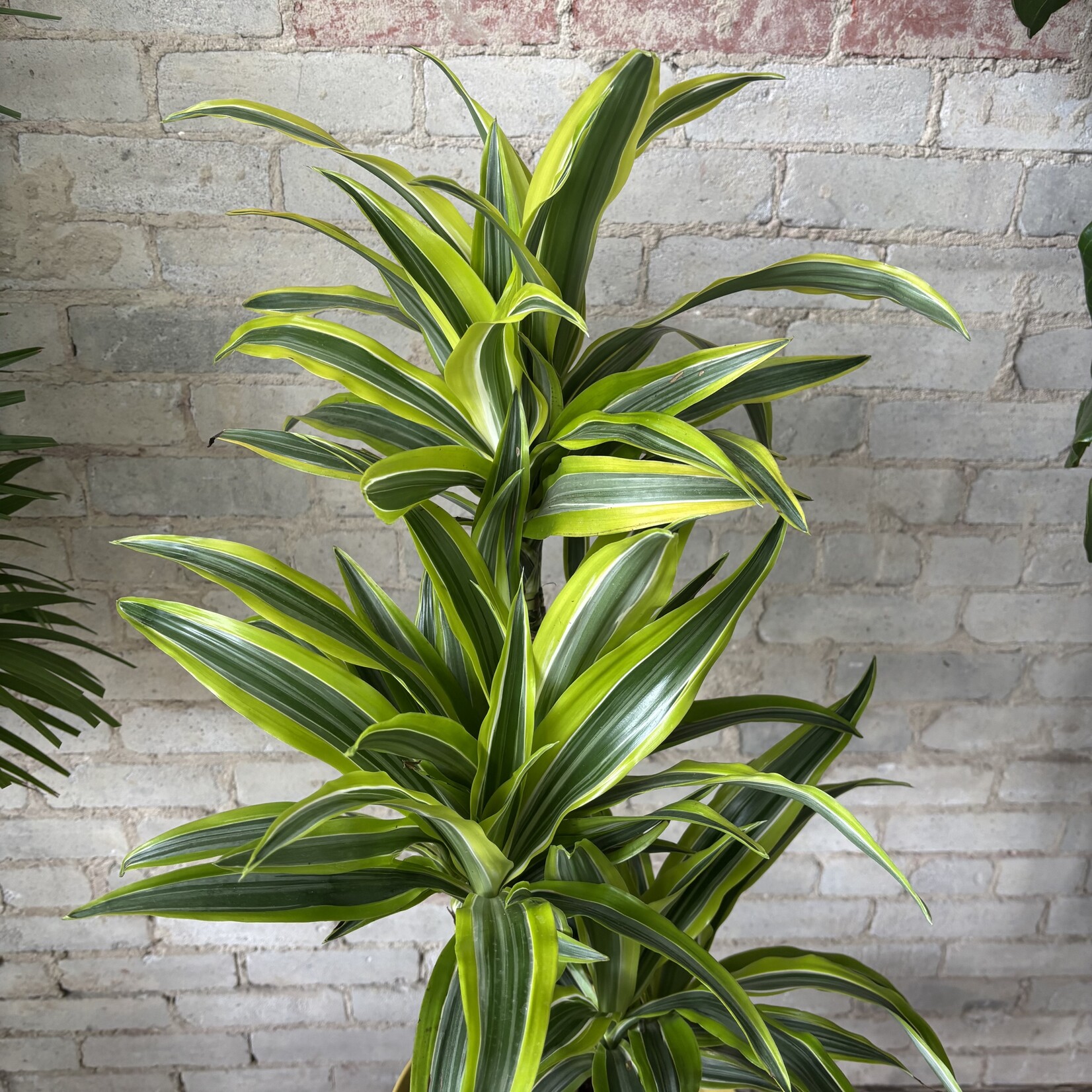 Dracaena Lemon Lime (Cane) 8"