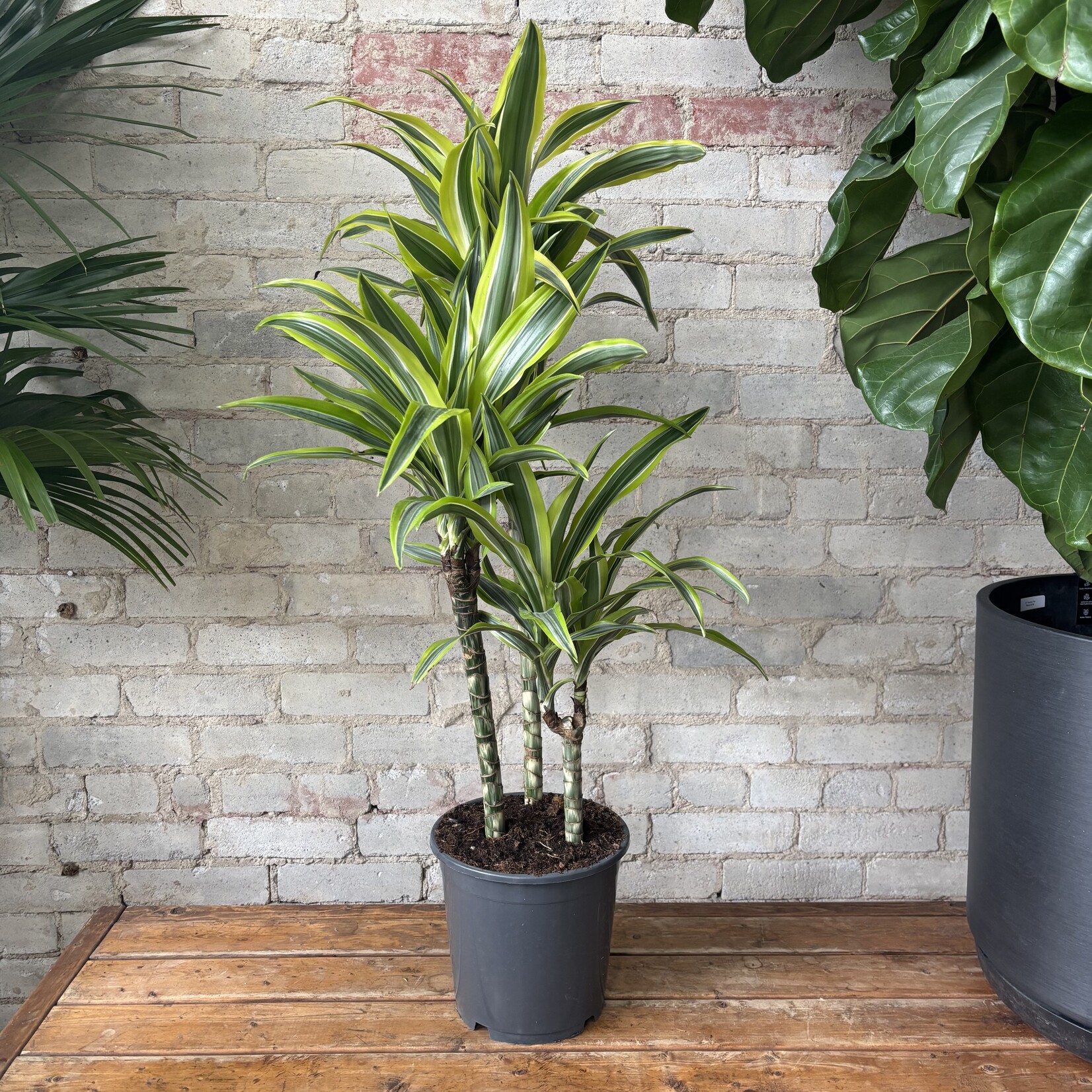 Dracaena Lemon Lime (Cane) 8"