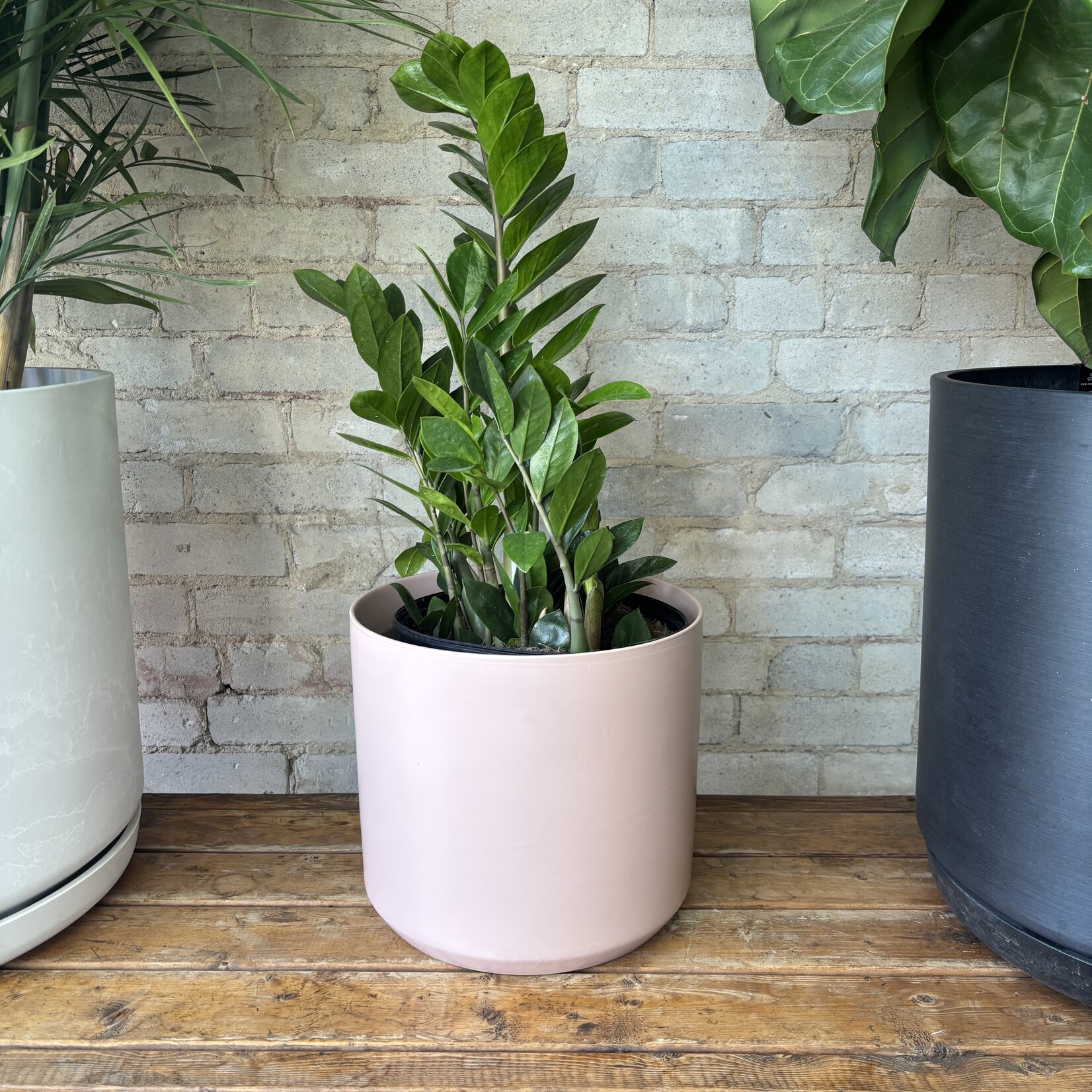 ZZ Plant 10"