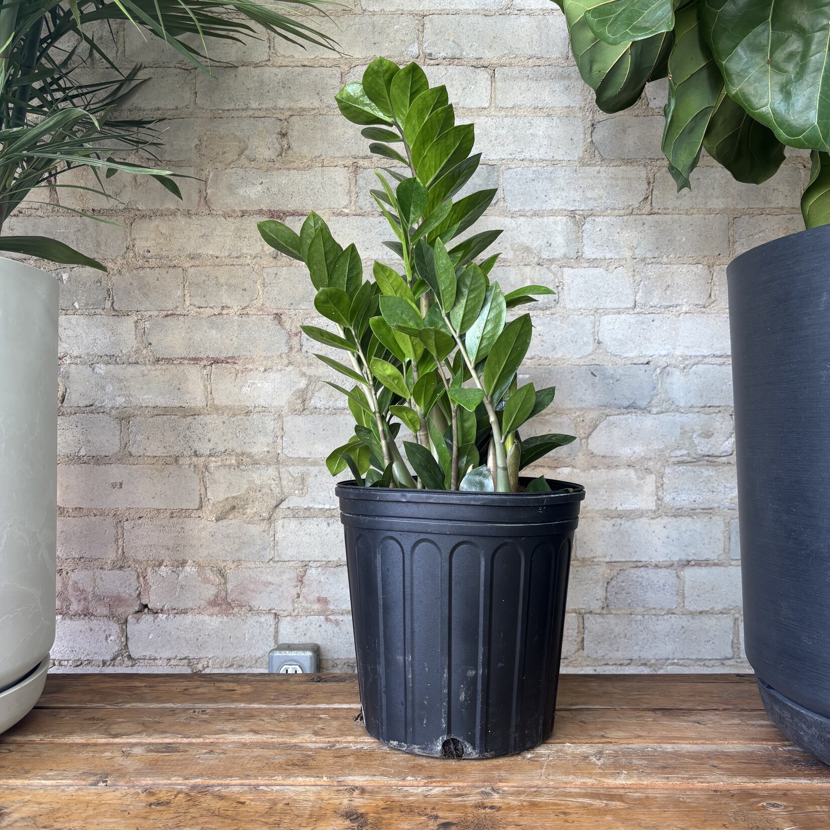 ZZ Plant 10"