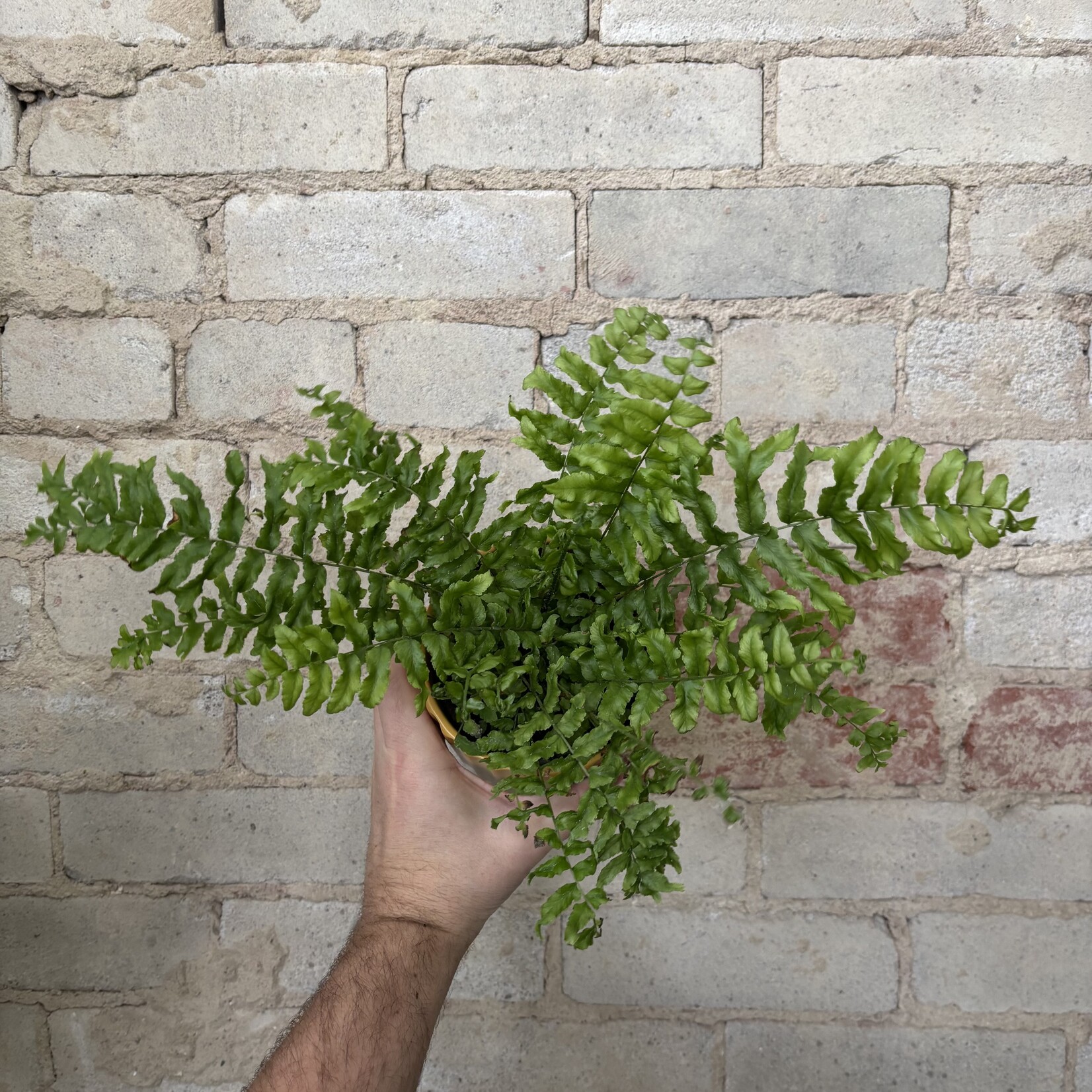 Fishtail Fern 4"