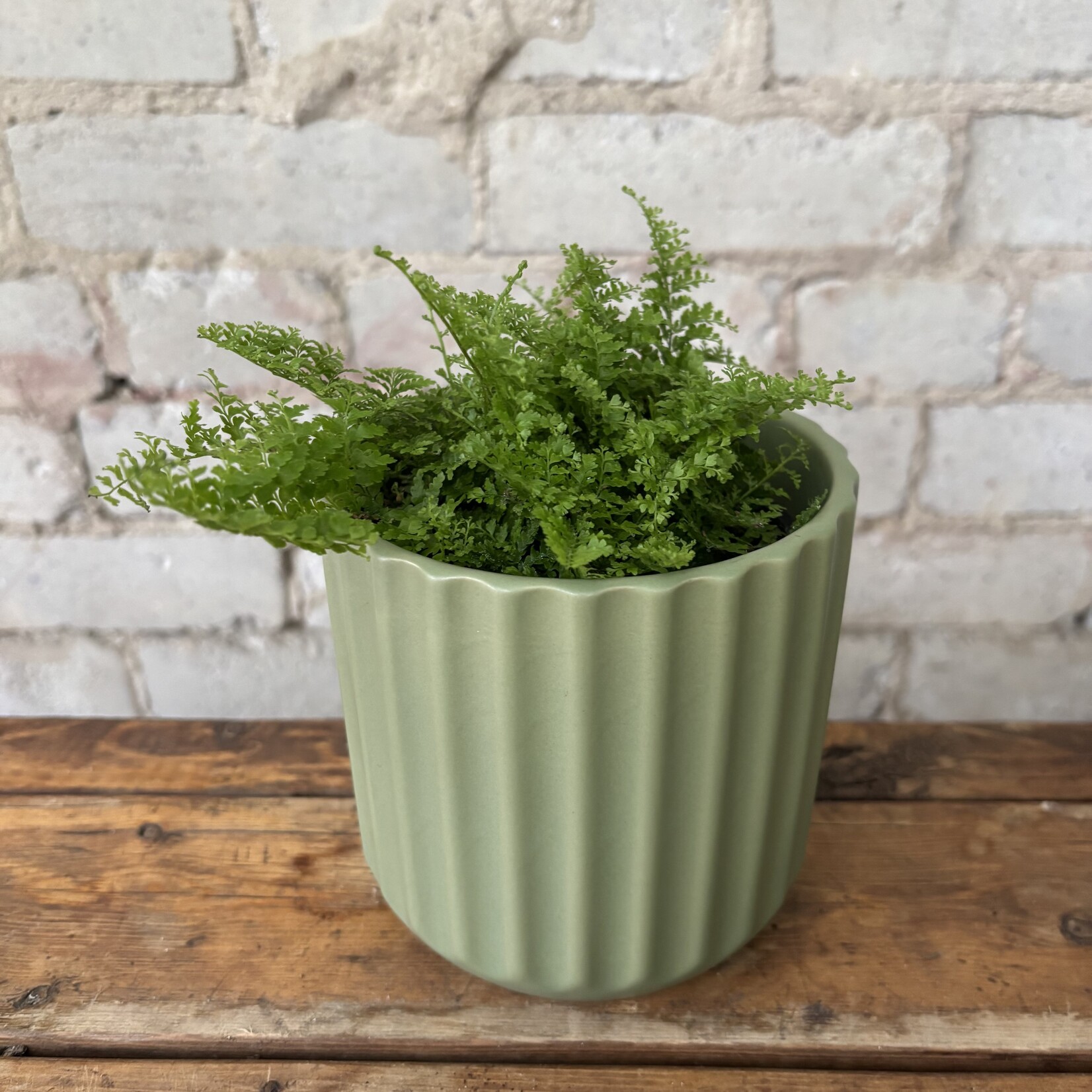 Cotton Candy Fern 4"