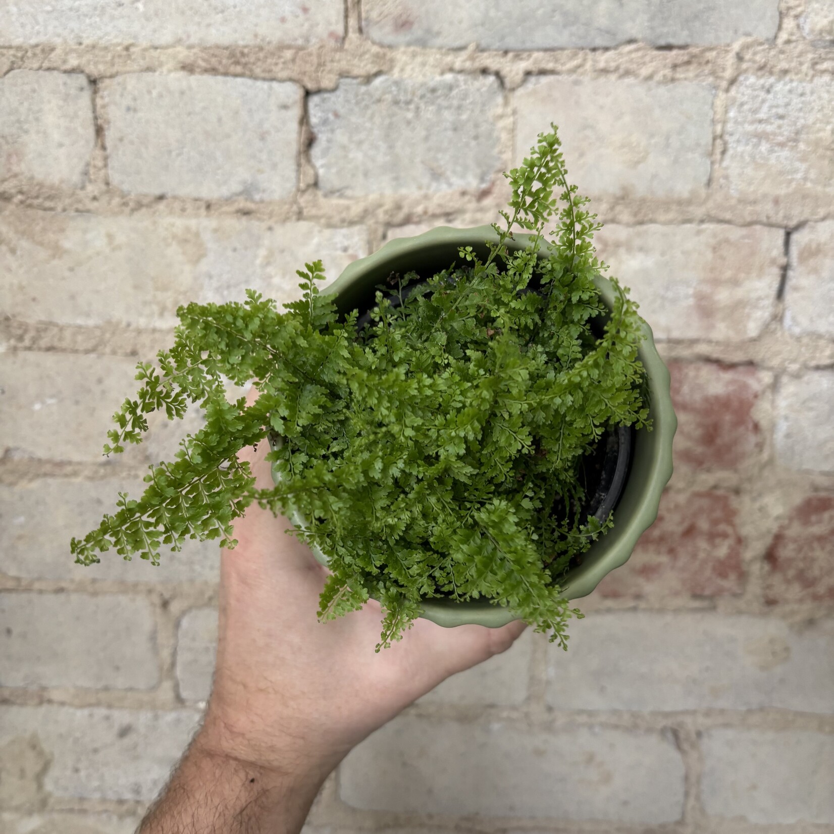 Cotton Candy Fern 4"