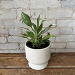 Variegated Peace Lily (Domino) 4"