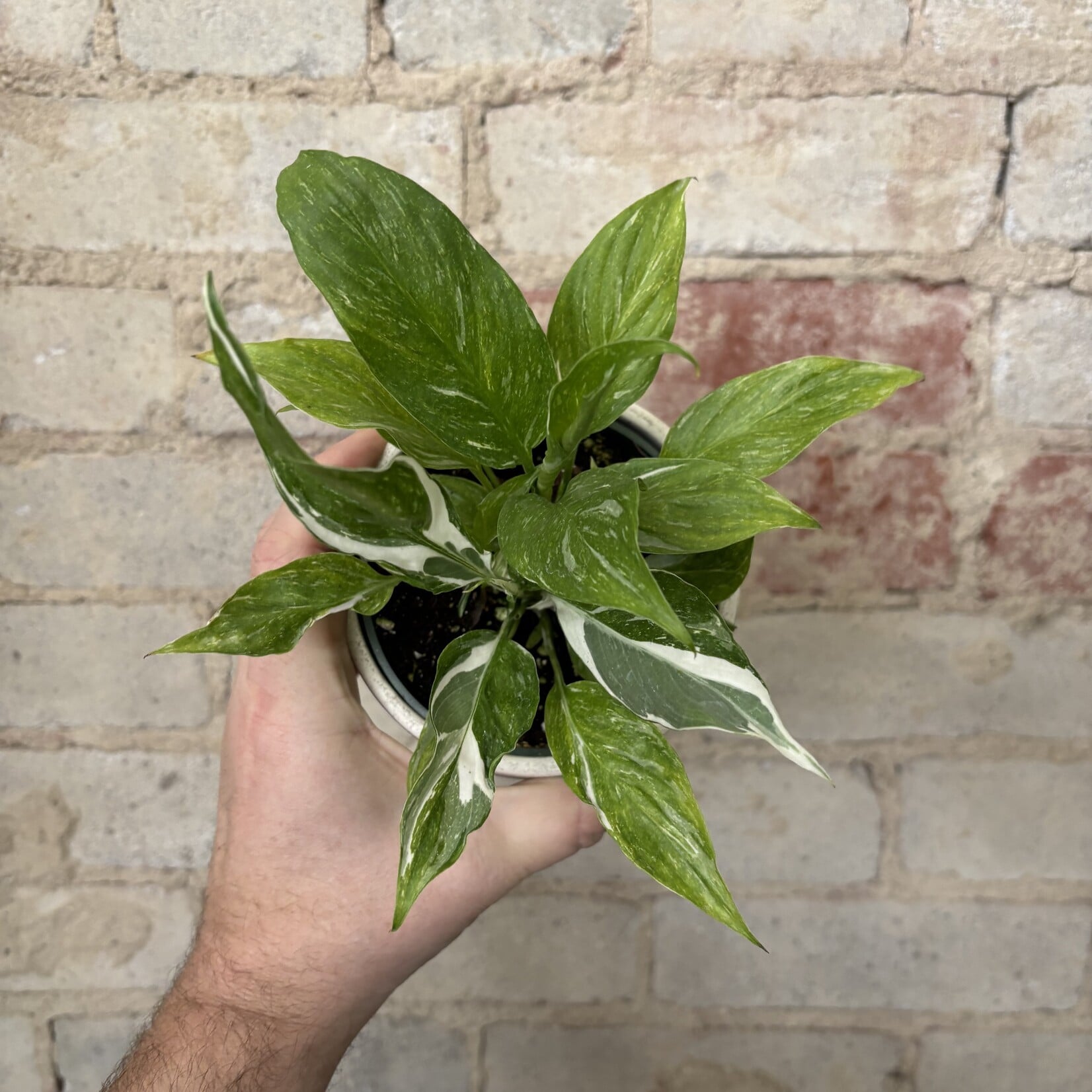 Variegated Peace Lily (Domino) 4"