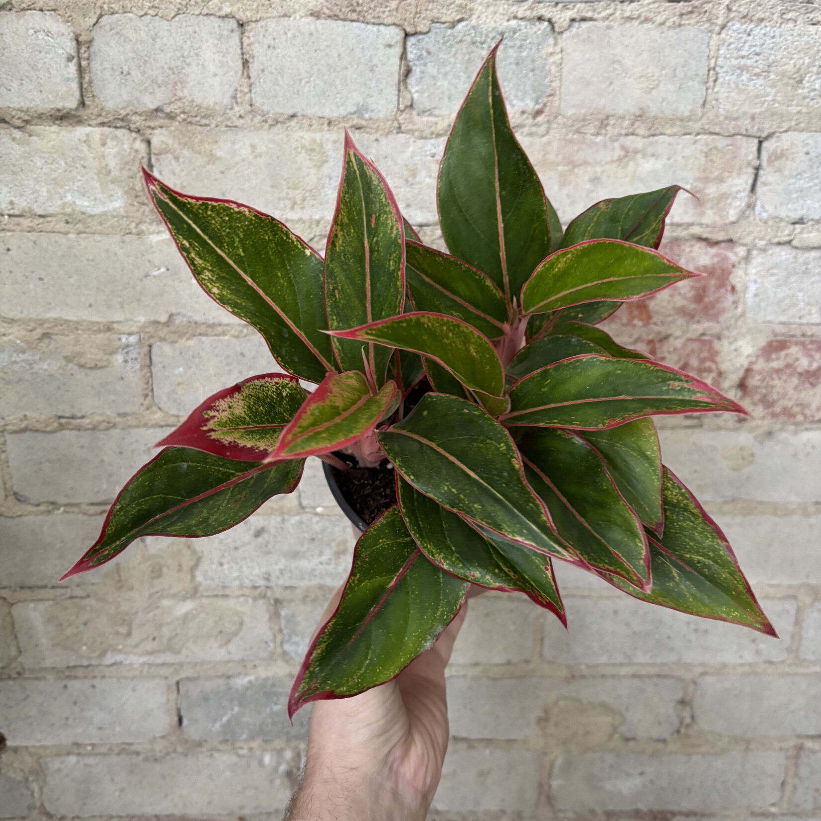Aglaonema Creta 6"