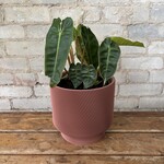 Philodendron Billietiae 6"