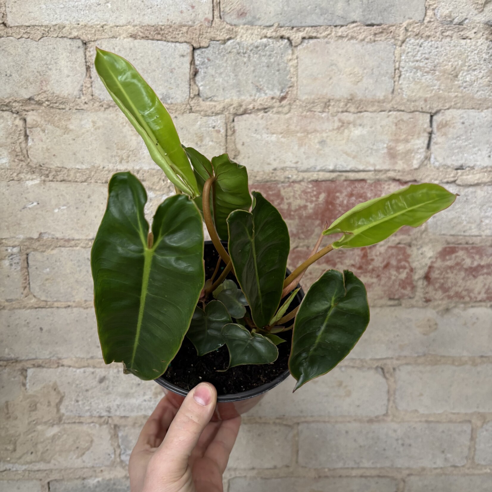 Philodendron Billietiae 6"