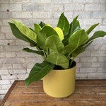 Philodendron Moonlight 10"