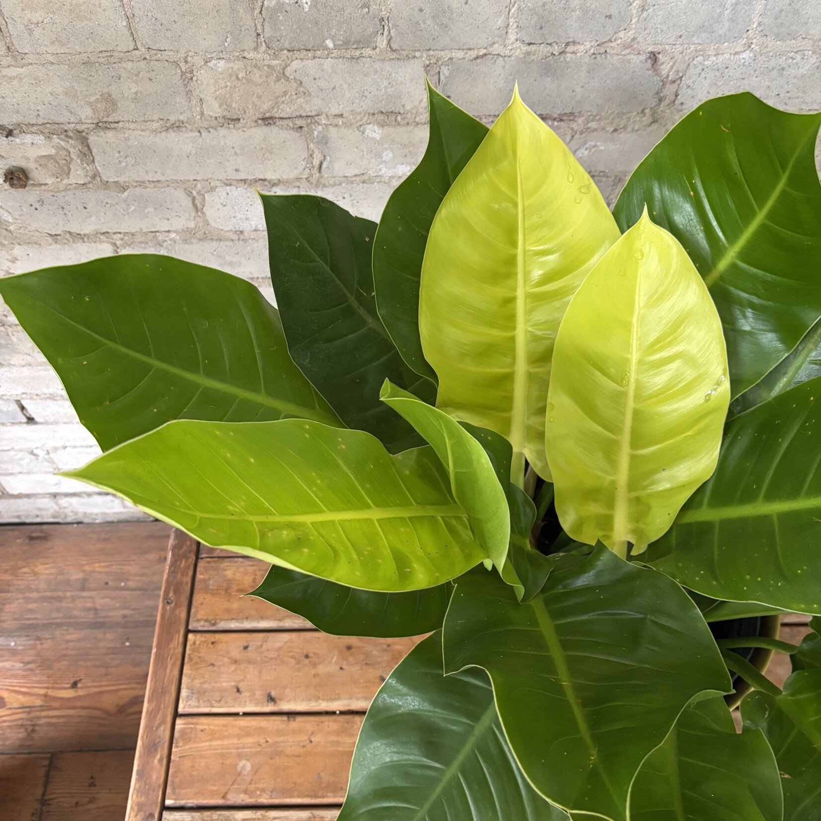 Philodendron Moonlight 10"