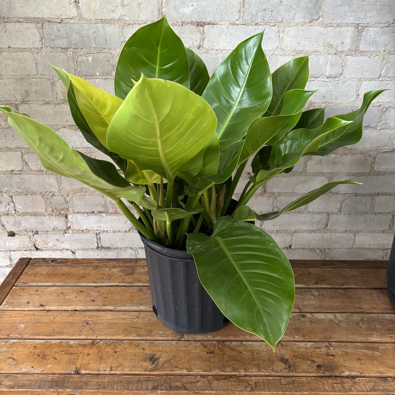 Philodendron Moonlight 10"