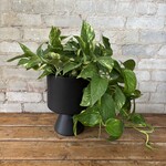 Hawaiian Pothos 6"