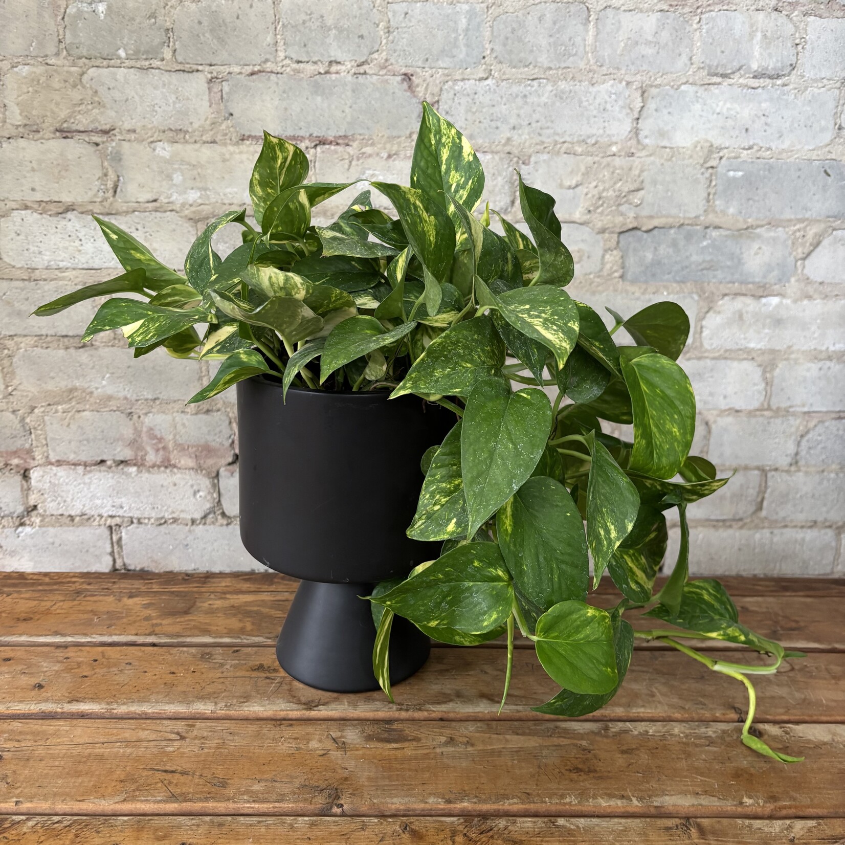 Hawaiian Pothos 6"