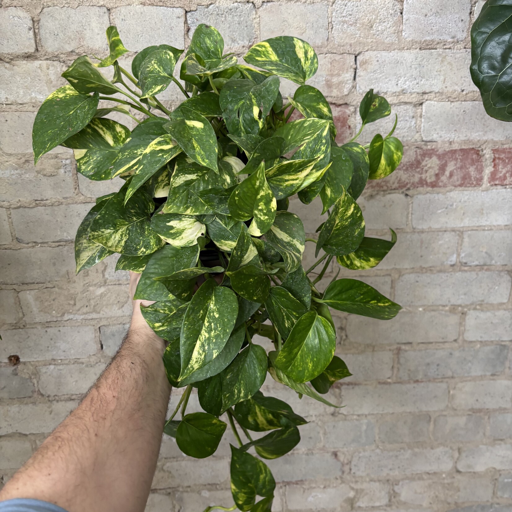 Hawaiian Pothos 6"