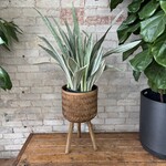 Sansevieria Sayurii 8"