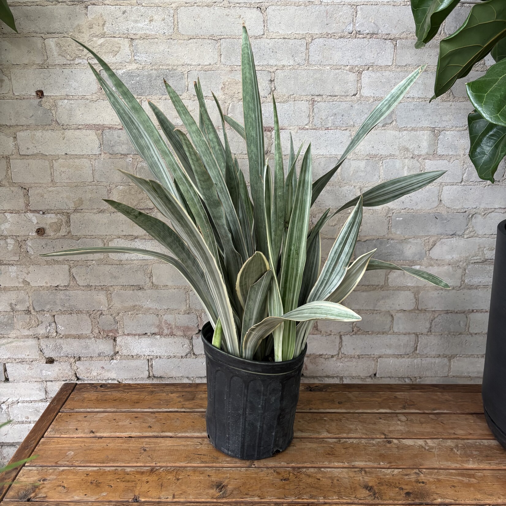 Sansevieria Sayurii 8"