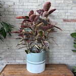 Ficus Elastica Ruby Bush 14"