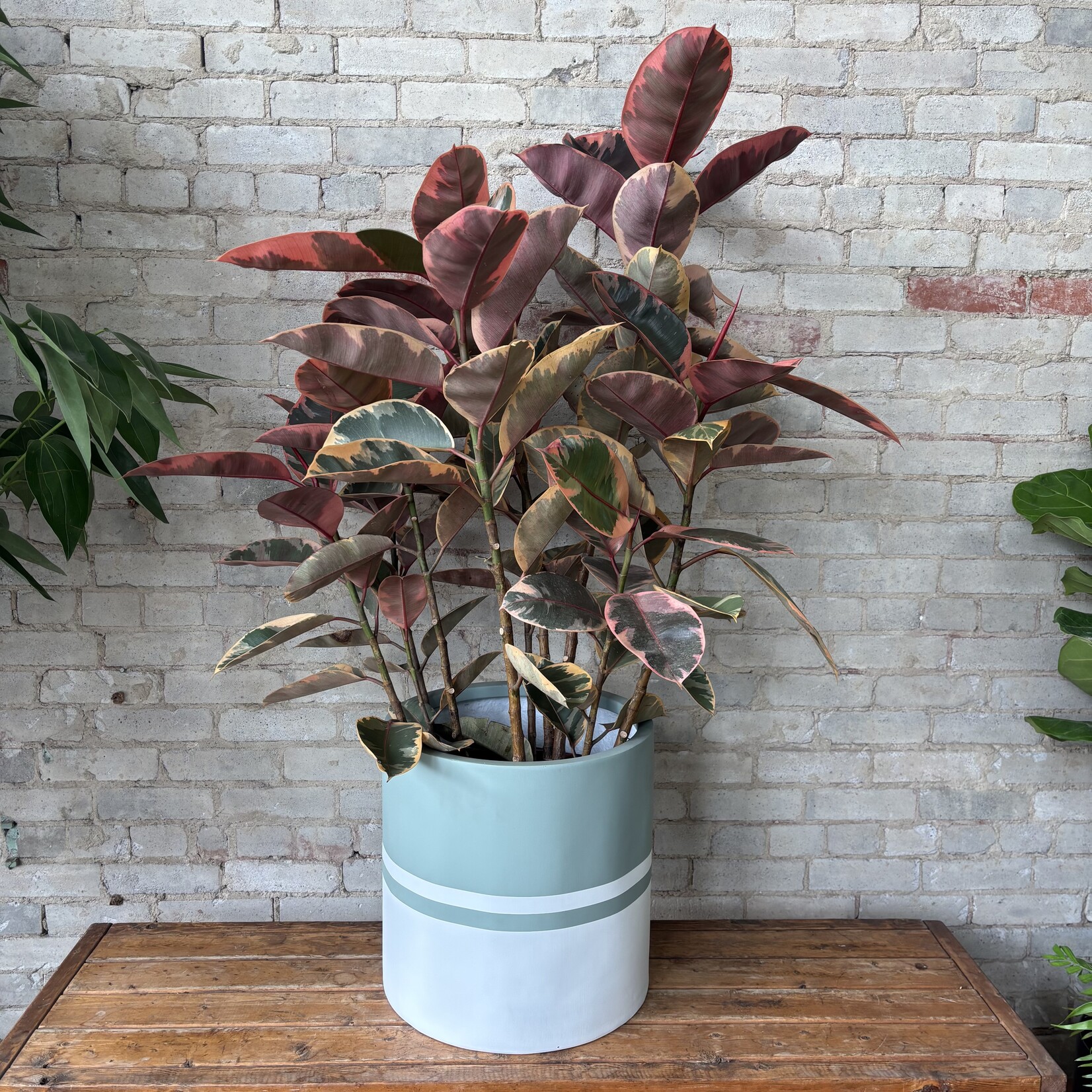 Ficus Elastica Ruby Bush 14"