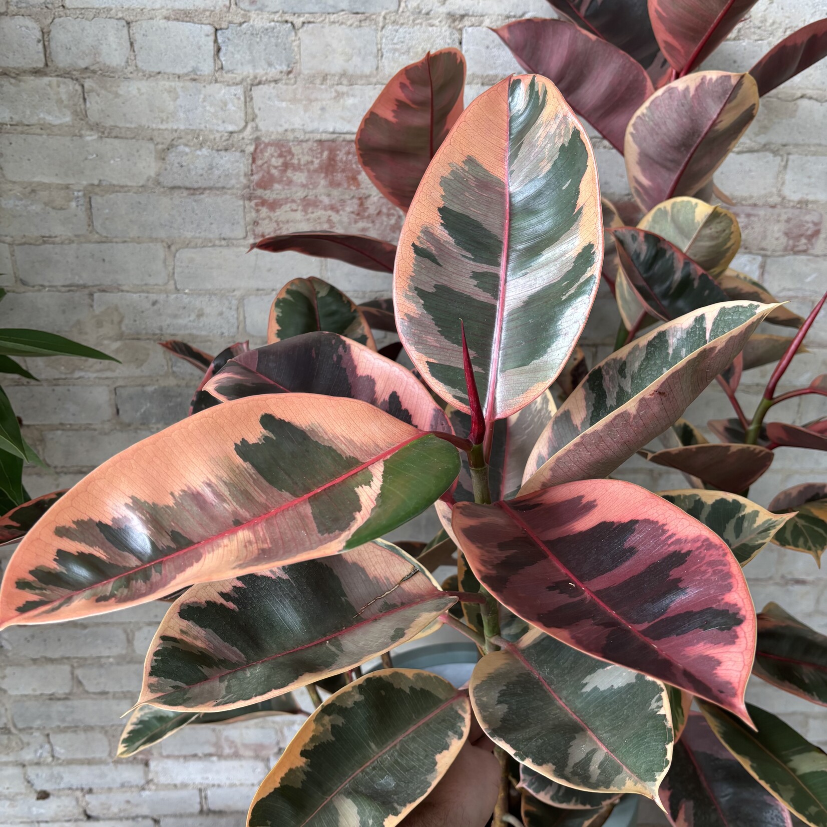 Ficus Elastica Ruby Bush 14"