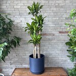 Dracaena Fragrans 14"