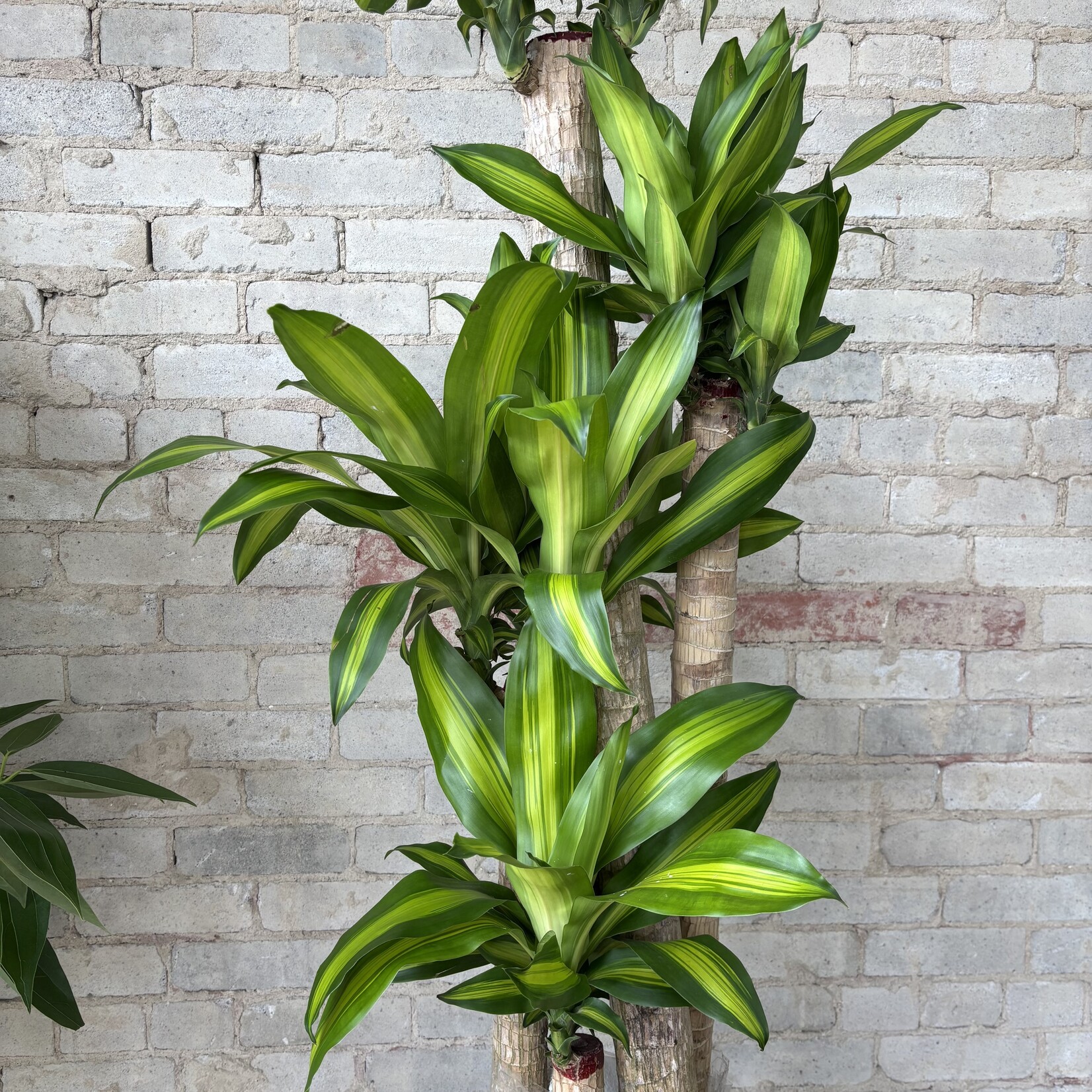 Dracaena Fragrans 14"
