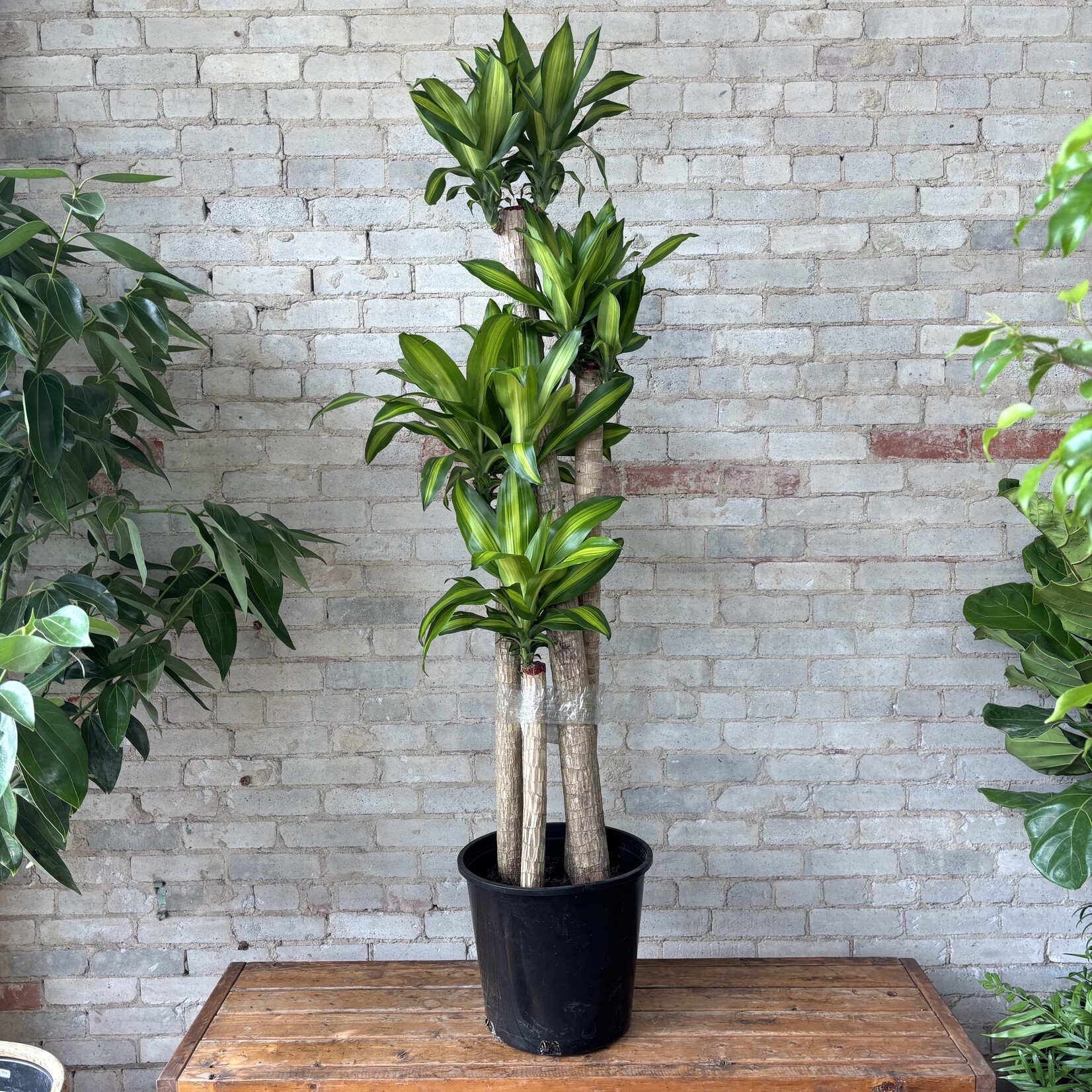 Dracaena Fragrans 14"
