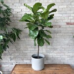 Ficus Lyrata Standard 10"