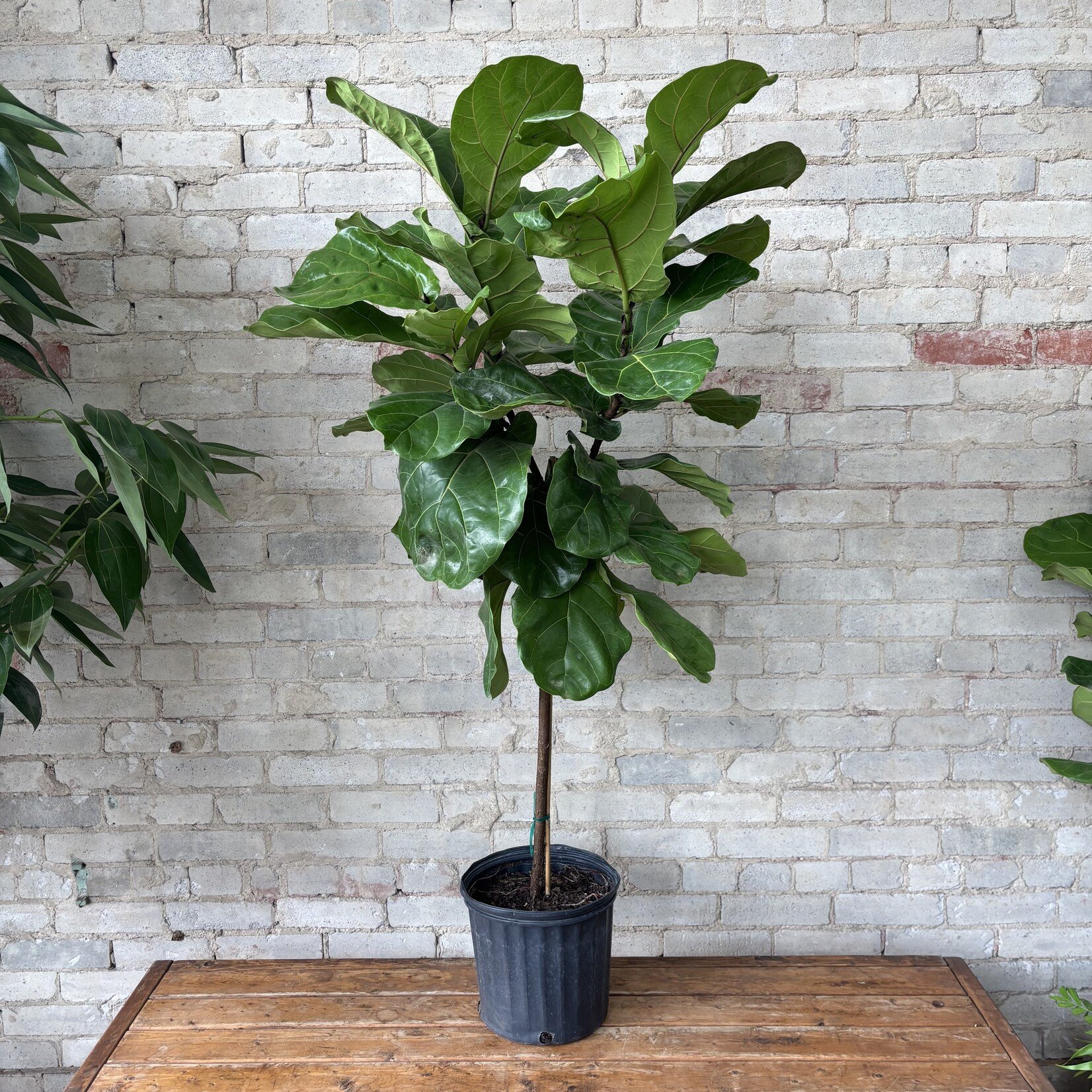 Ficus Lyrata Standard 10"