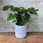 Monstera Deliciosa 10"