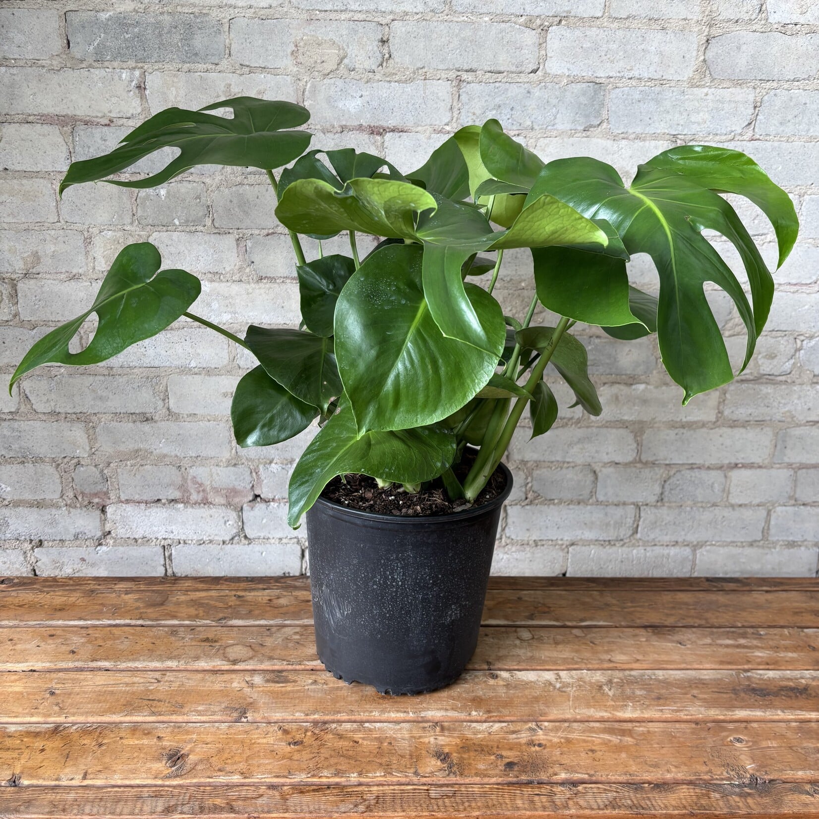 Monstera Deliciosa 10"
