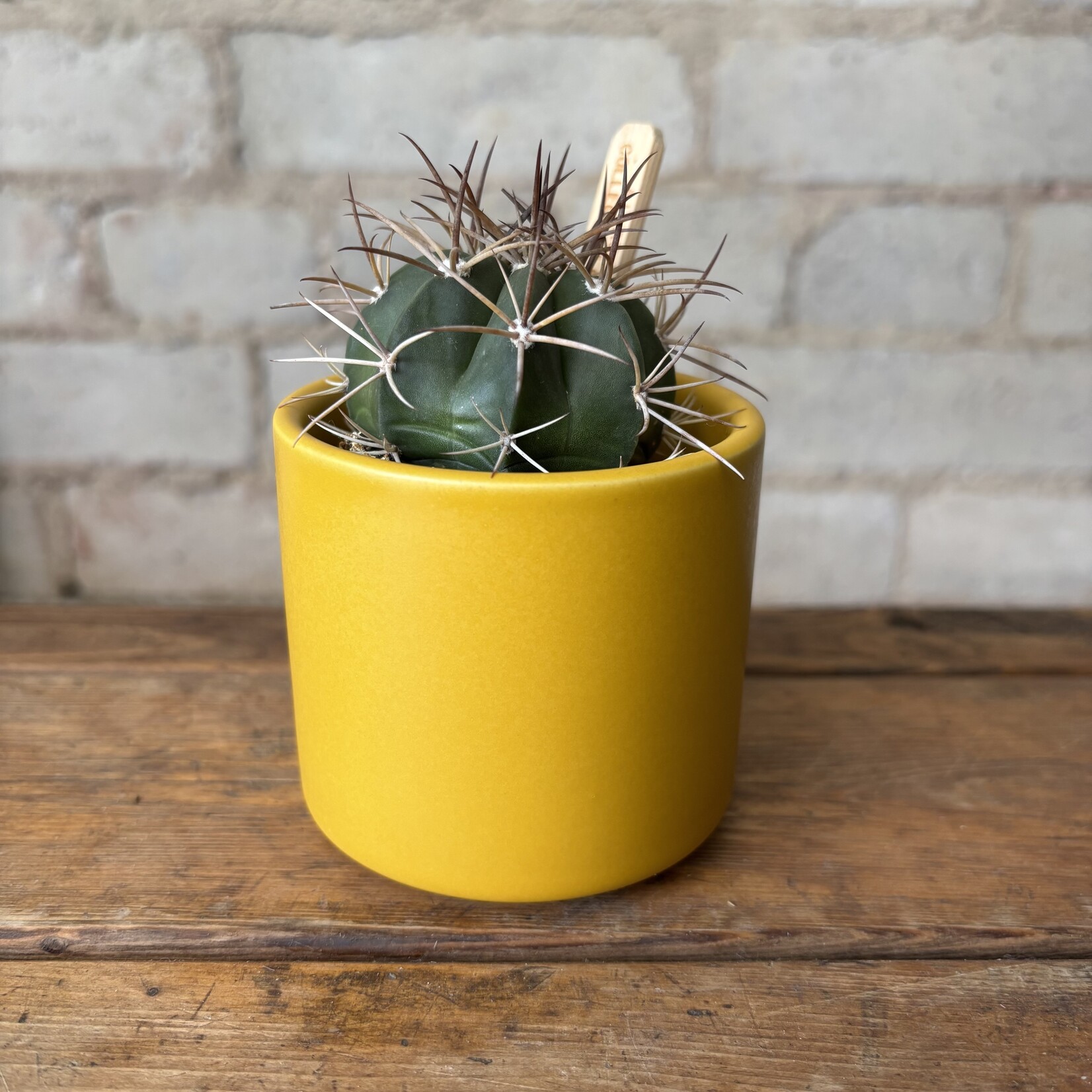 Atlas Pot (fits 2.5") Ochre