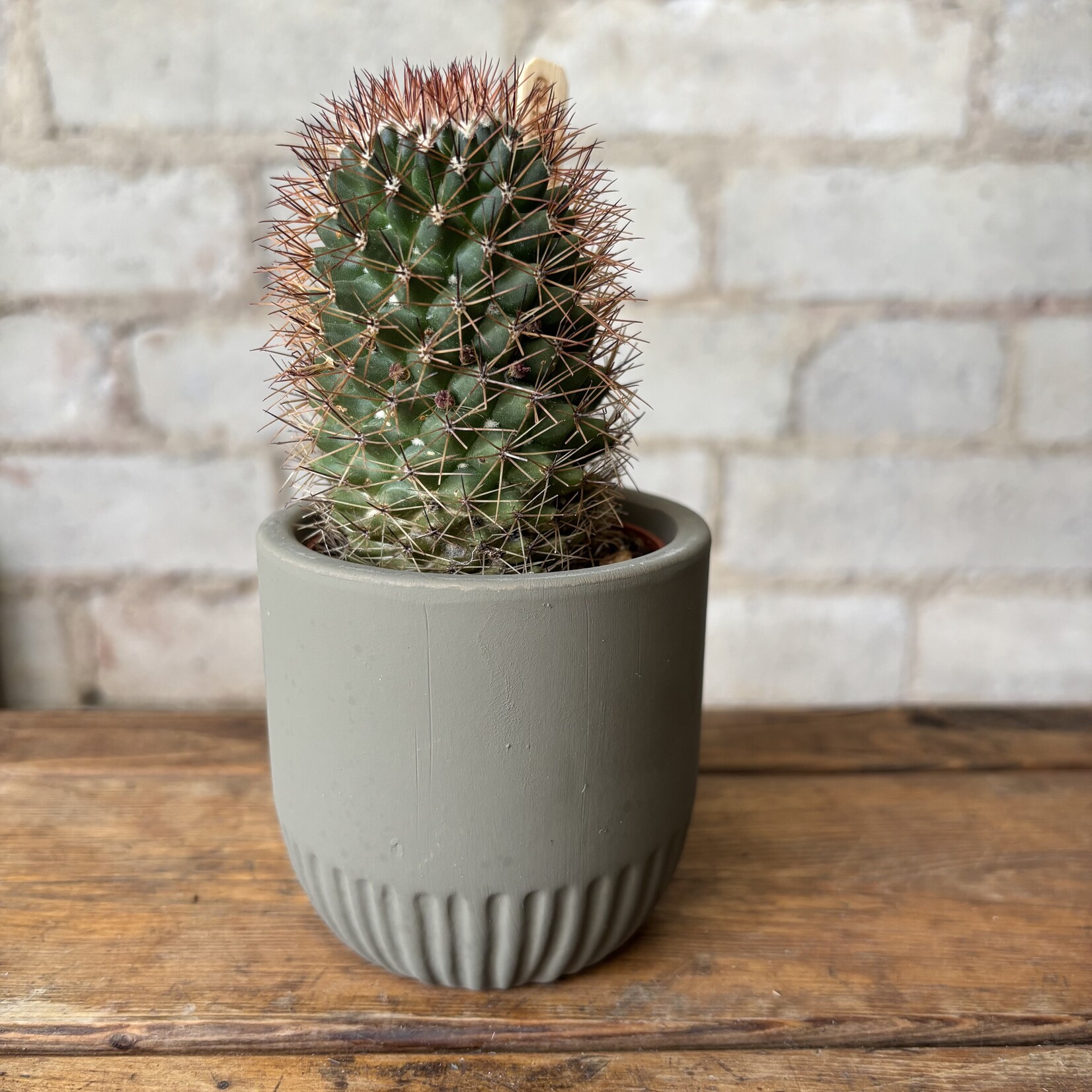 Virgil Pot (fits 2.5")  Green