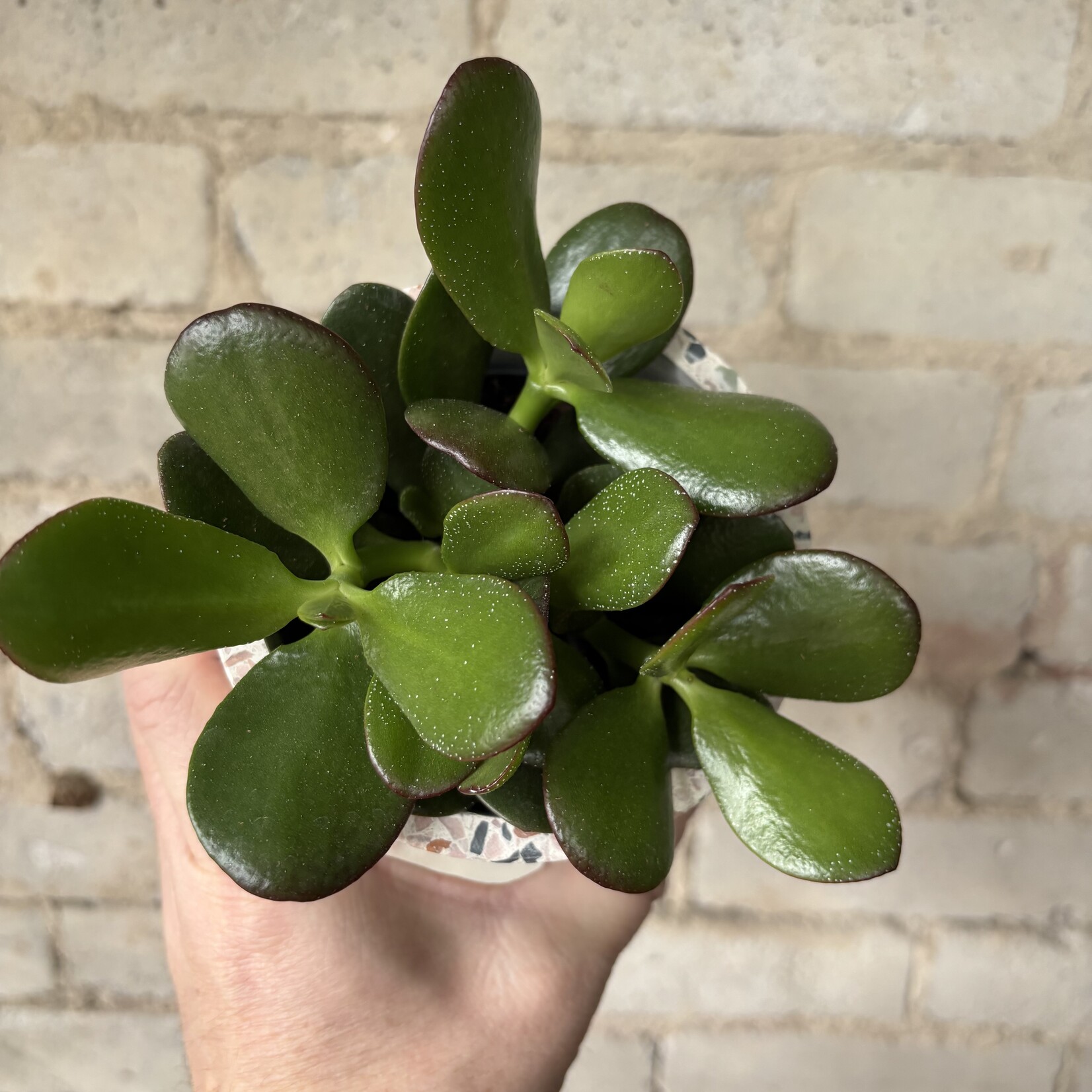 Jade Plant 3.5"