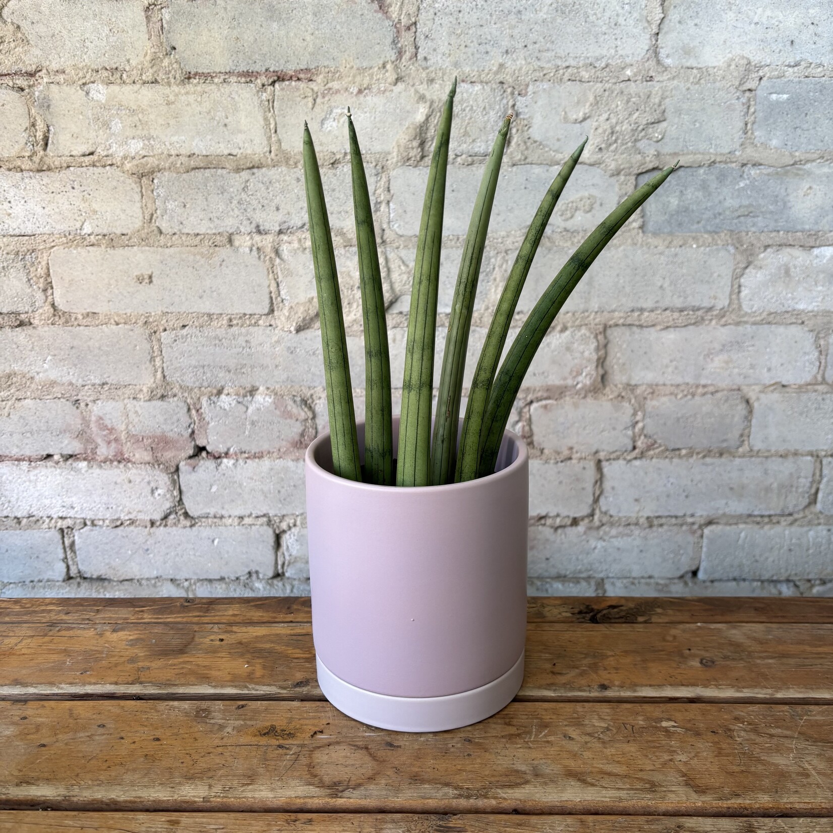 Sansevieria 'Dragon Fingers' 5"