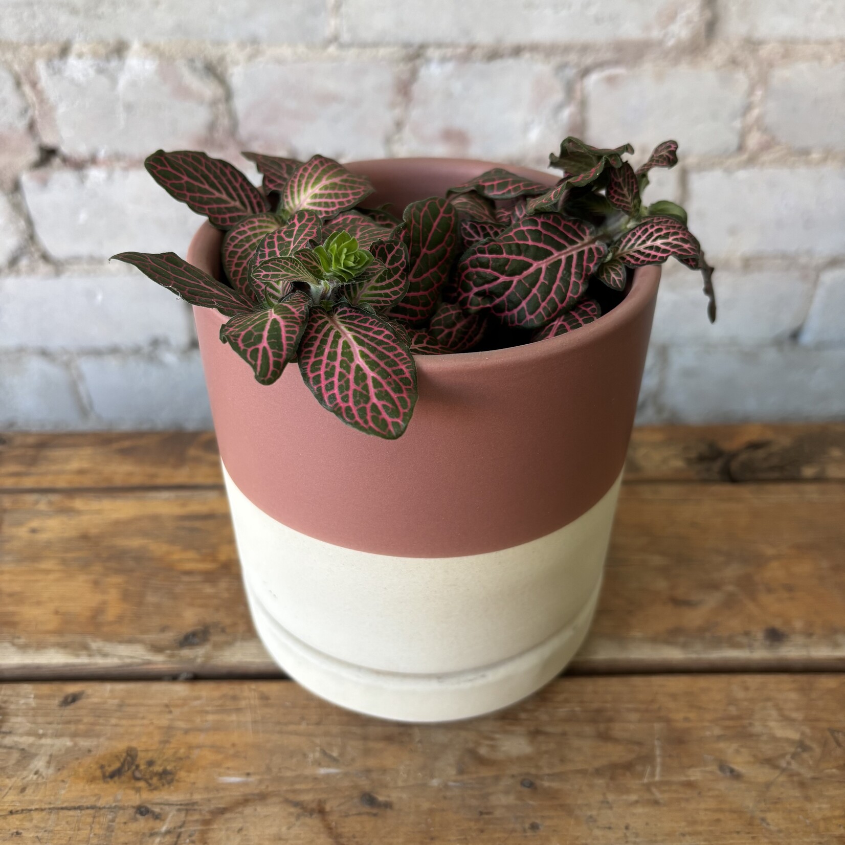 Fittonia Pink 3.5"