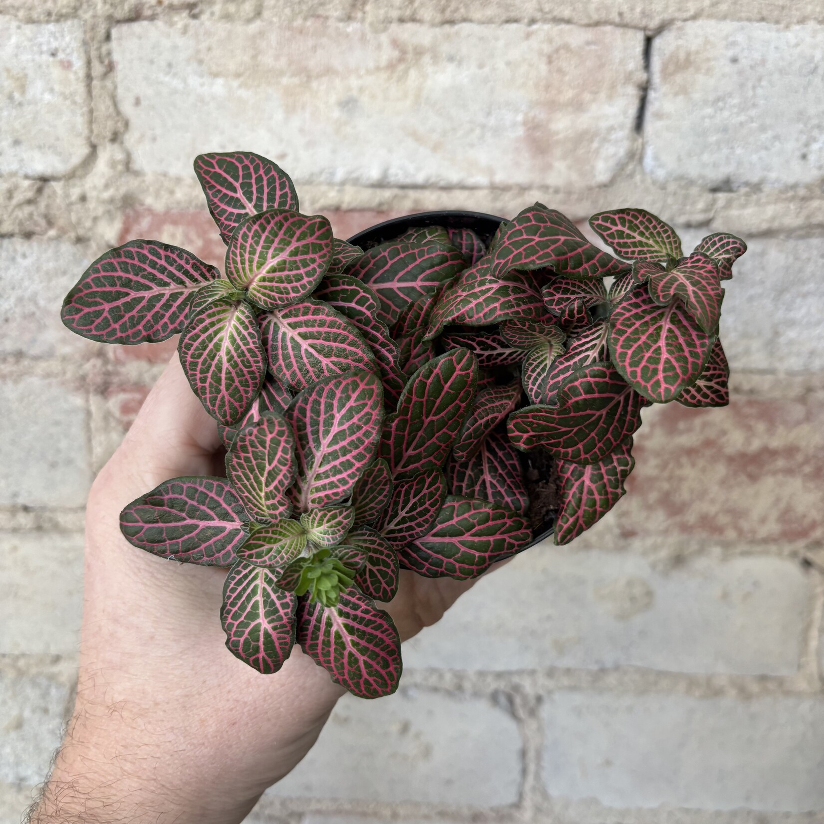 Fittonia Pink 3.5"