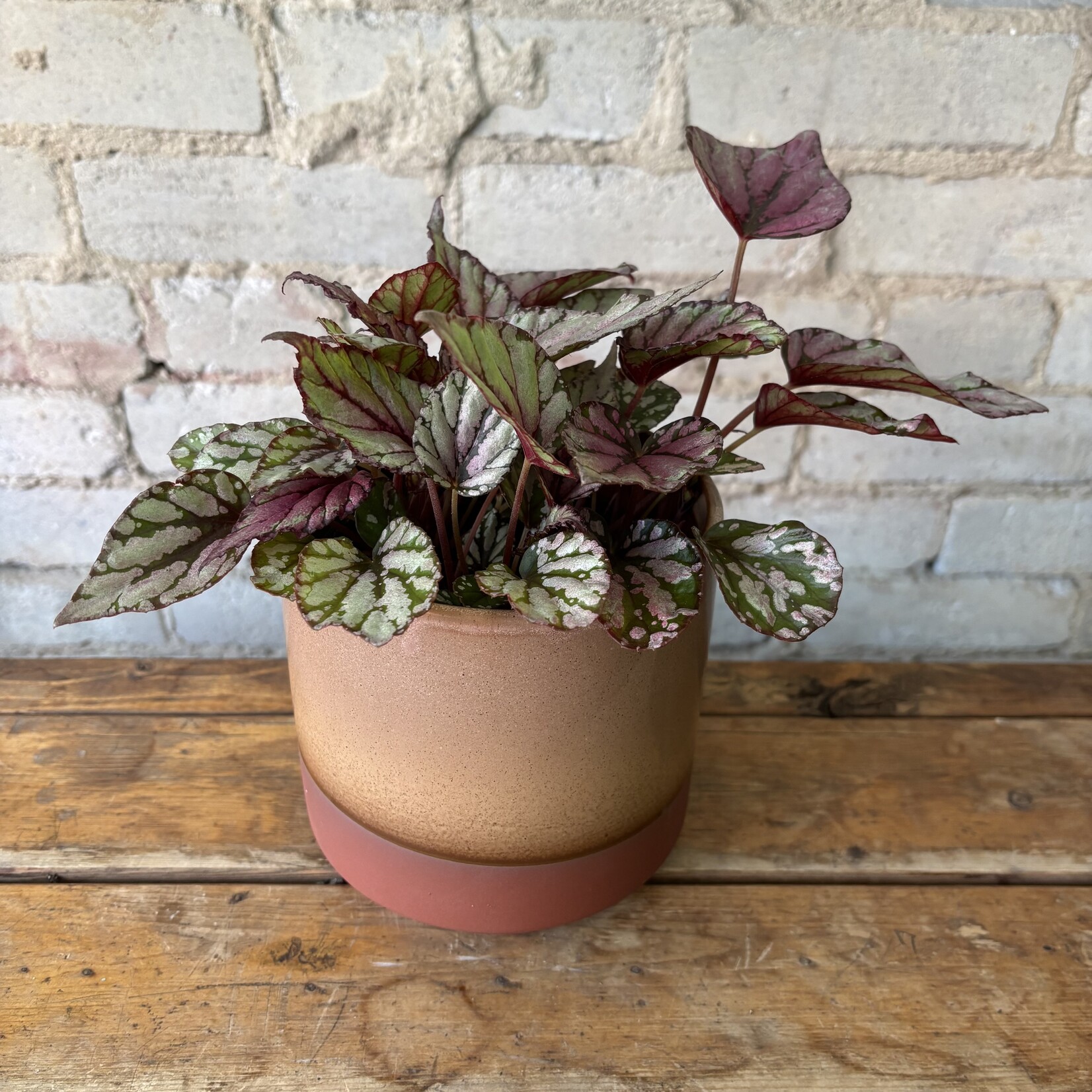 Begonia Rex 'Hugh McLaughlin' 5"