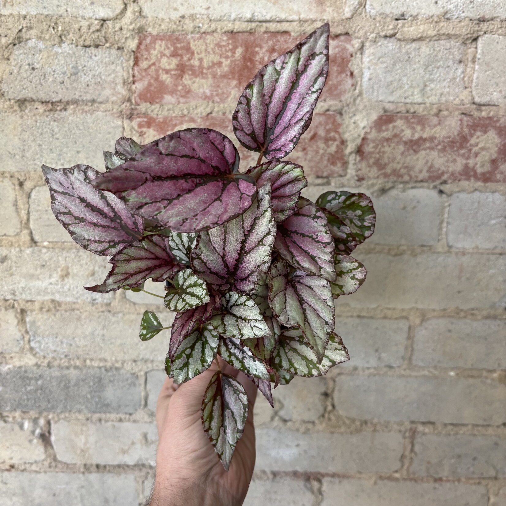 Begonia Rex 'Hugh McLaughlin' 5"