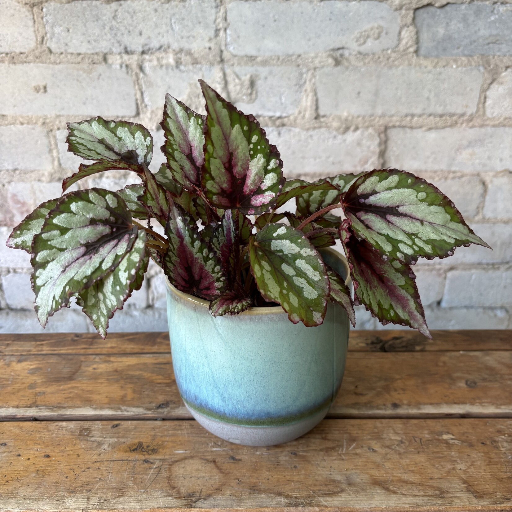 Rex Begonia 'Maui Sunset' 5"