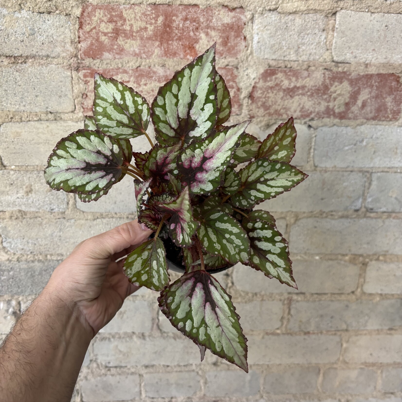 Rex Begonia 'Maui Sunset' 5"