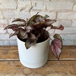 Begonia Rex 'Red Tango' 5"