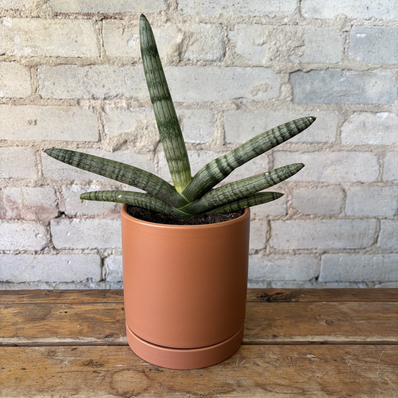 Sansevieria Boncel "Starfish" 5"