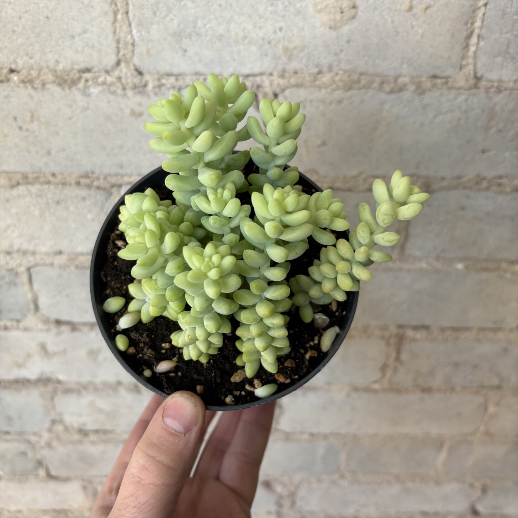 Burro's Tail 5"