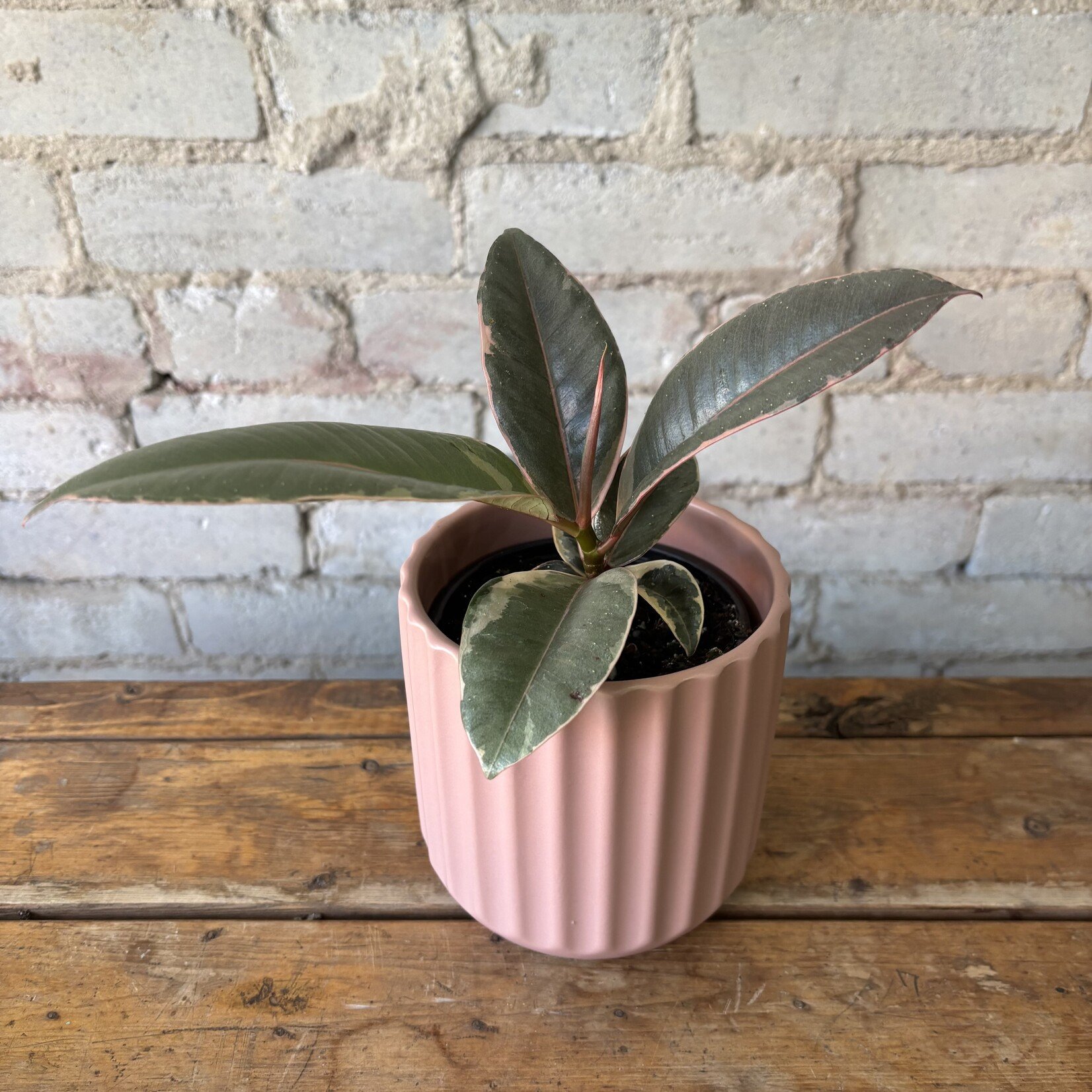 Ficus Elastica Ruby 4"