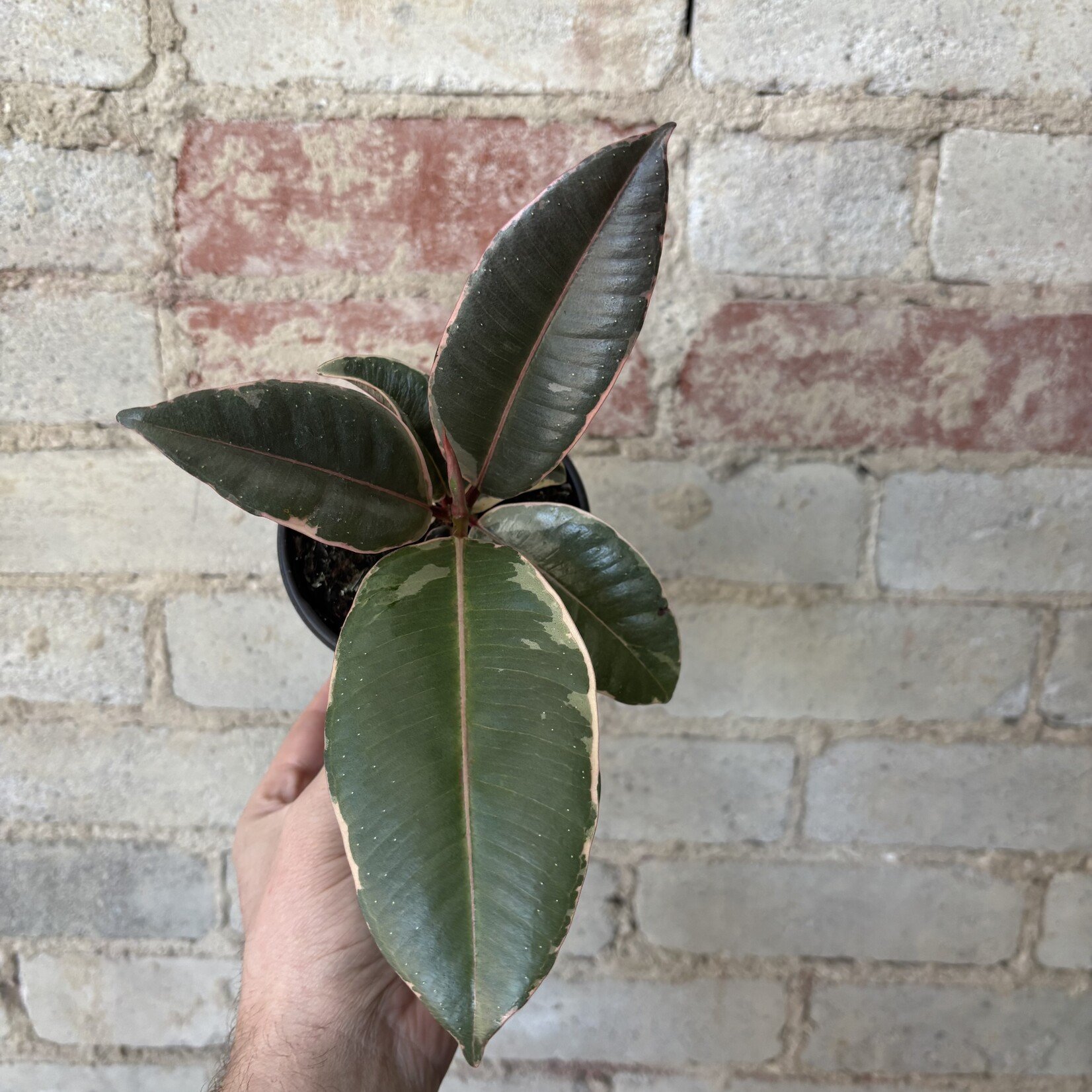 Ficus Elastica Ruby 4"